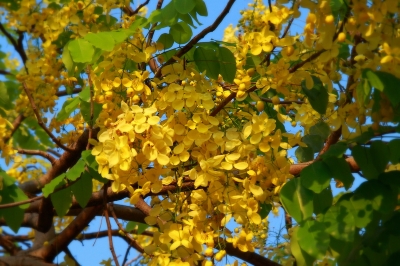Cassia fistula