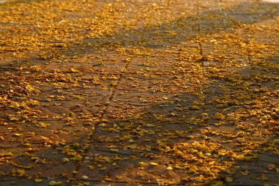 Cassia fistula