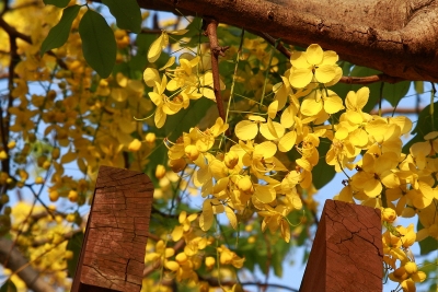 Cassia fistula